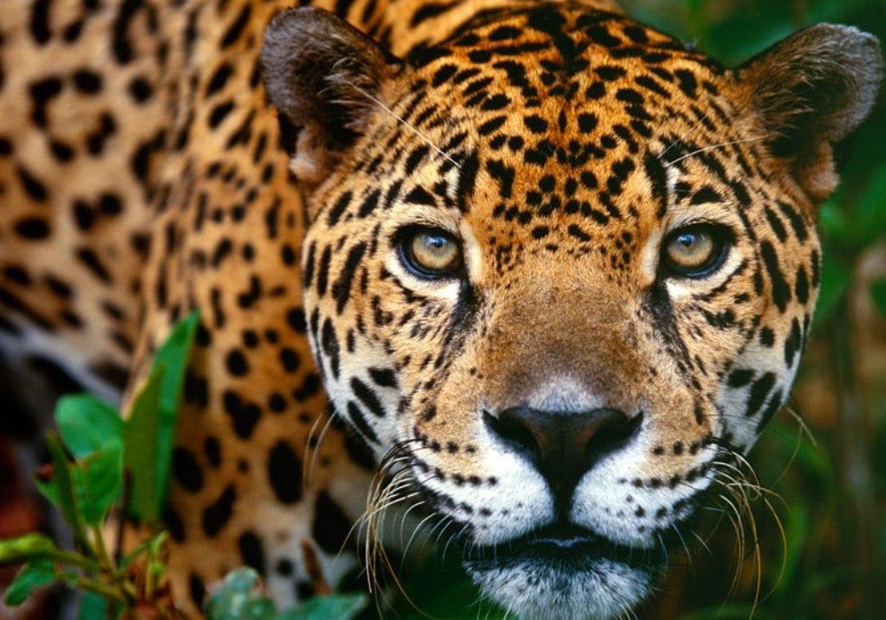 Animales peligrosos en Costa Rica